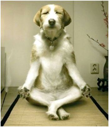 meditating-dog